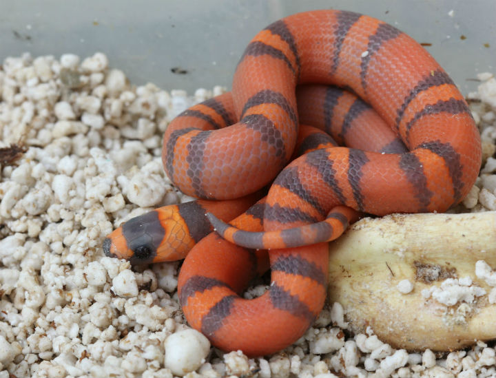 Hypomelanistic Honduran Milk Snake